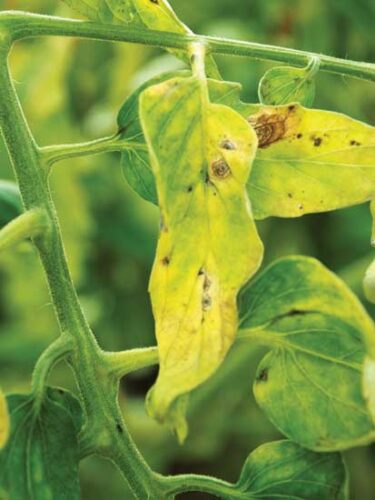 What's the Best Soil Recovery Plan after Early Blight Hits?